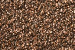 Natuflex Droogloopmat - 100x60cm - Donker Bruin - Deurmat 7 Natuflex Droogloopmat - 100x60cm - Donker Bruin - Deurmat -Huisdecoratie natuflex droogloopmat donker bruin deurmat 3 1